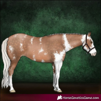 Horse Color:Silver Brown Pearl Sabino 