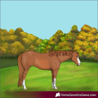 Horse Color:Chestnut 