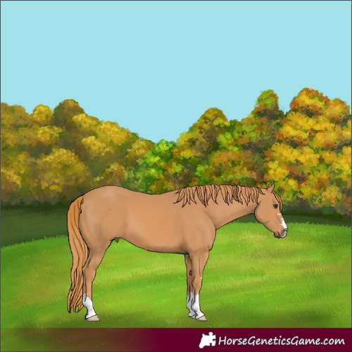 Horse Color:Chestnut 