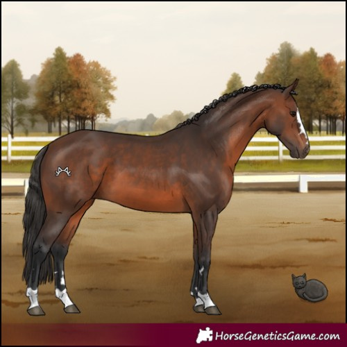 Horse Color:Brown 