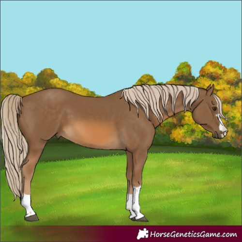 Horse Color:Chocolate Palomino 