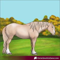 Horse Color:Gold Champagne Pearl Rabicano and Gold Champagne Pearl Rabicano