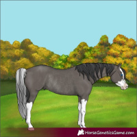 Horse Color:Grullo Splash Rabicano 