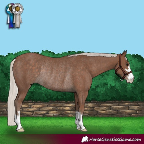 Horse Color:Silver Black Rabicano 