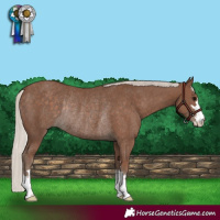 Horse Color:Silver Black Rabicano 