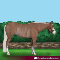 Horse Color:Silver Black Rabicano 