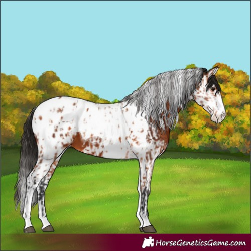 Horse Color:Bay Splash Tobiano Blanket and Gray Bay Splash Tobiano Blanket