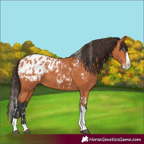 Horse Color:Bay Splash Tobiano Blanket and Bay Splash Tobiano Blanket