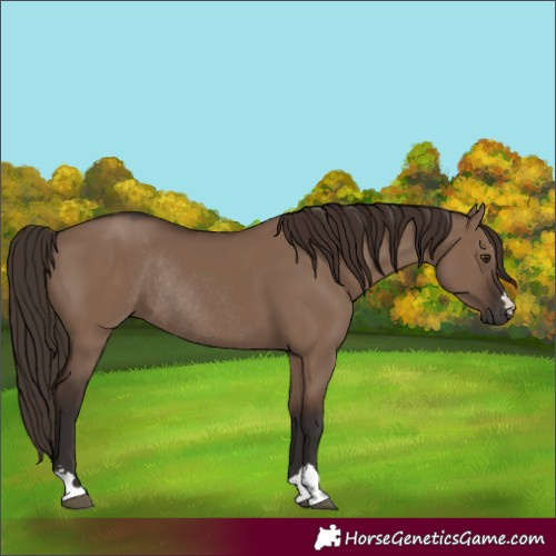 Horse Color:Liver Red Dun Rabicano 