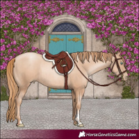 Horse Color:Gold Champagne Pearl Rabicano  and Gold Champagne Pearl Rabicano 
