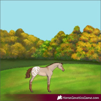 Horse Color:Red Dun Appaloosa 