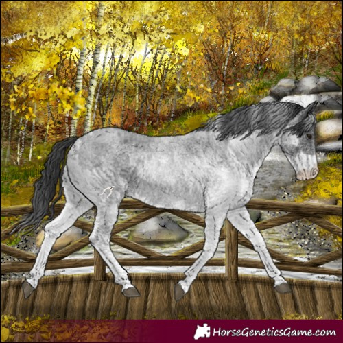 Horse Color:White Spotted Blue Roan Rabicano  and White Spotted Blue Roan Rabicano 