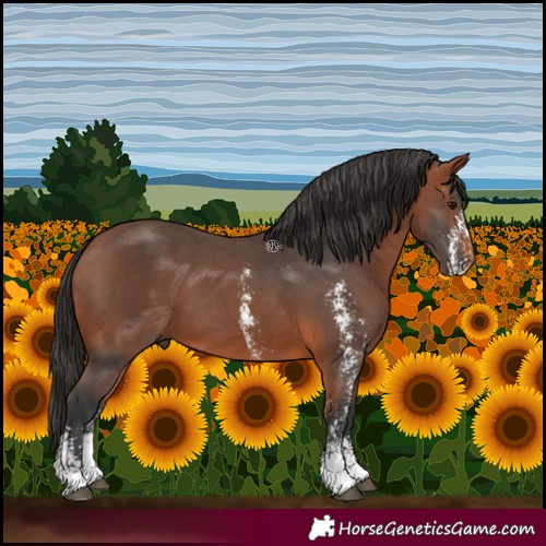 Horse Color:Bay Sabino 