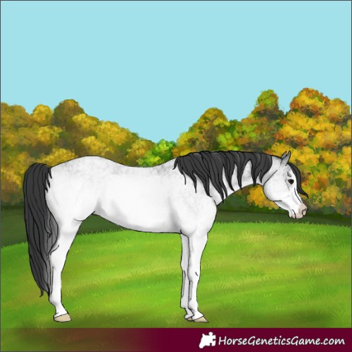 Horse Color:White Spotted Blue Roan Rabicano  and White Spotted Blue Roan Rabicano 