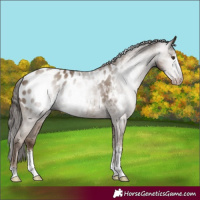 Horse Color:Gray Classic Champagne Sabino Appaloosa 