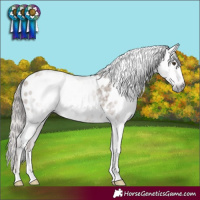 Horse Color:Gray Classic Champagne Sabino Blanket 