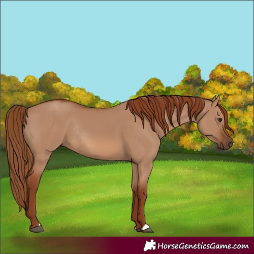 Horse Color:Red Dun Rabicano 