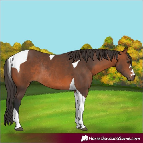 Horse Color:Bay Tobiano Rabicano 