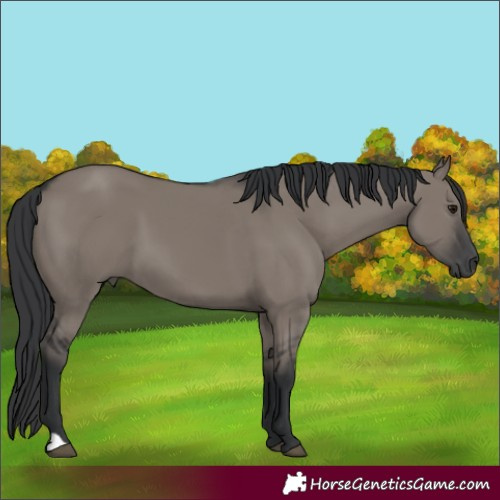 Horse Color:Grullo 
