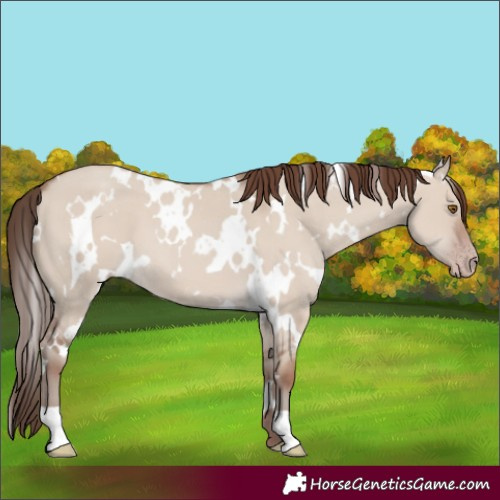 Horse Color:White Spotted Classic Champagne Dun 