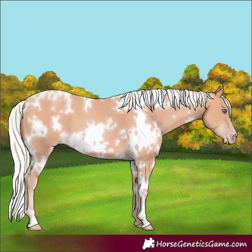 Horse Color:White Spotted Silver Classic Champagne 
