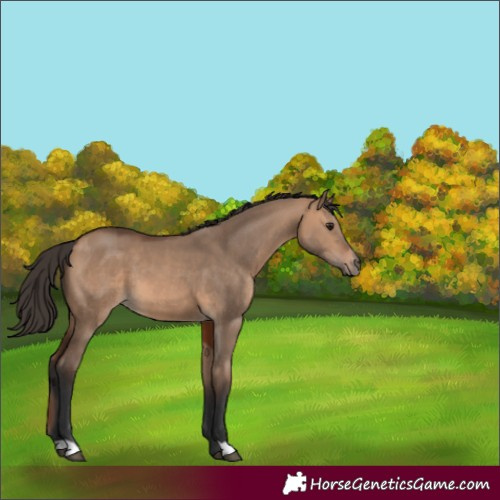 Horse Color:Bay Dun 