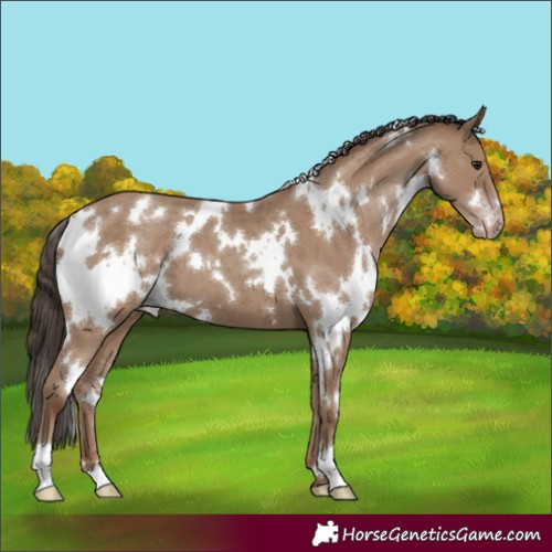Horse Color:White Spotted Classic Champagne 