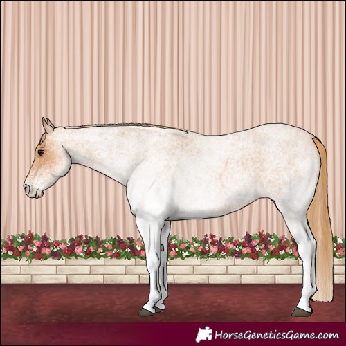 Horse Color:White Spotted Red Roan