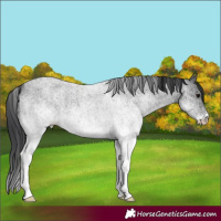 Horse Color:White Spotted Blue Roan 