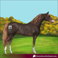 Horse Color:Liver Chestnut Rabicano 