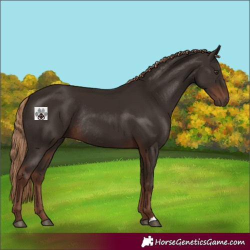 Horse Color:Liver Chestnut Rabicano 