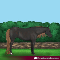 Horse Color:Liver Chestnut 
