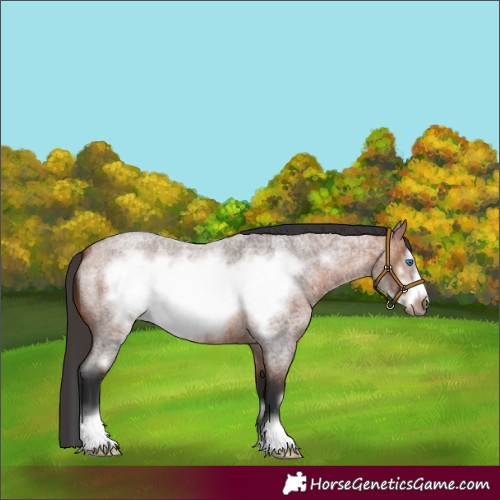 Horse Color:Bay Roan Frame 