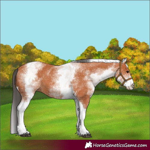 Horse Color:White Spotted Bay Tobiano 