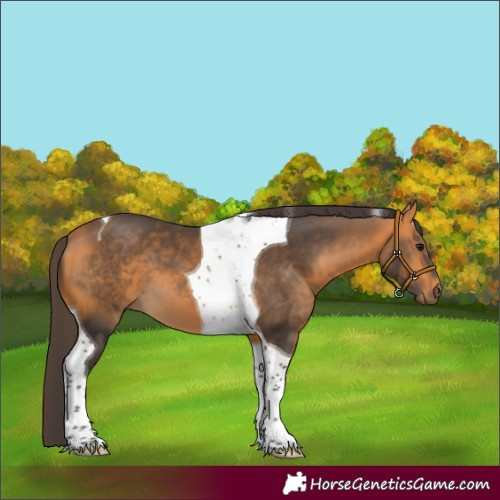 Horse Color:Buckskin Tobiano