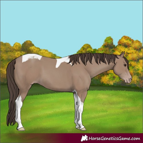 Horse Color:Classic Champagne Tobiano