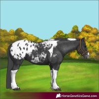 Horse Color:Black Tobiano Appaloosa 