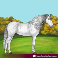Horse Color:Gray White Spotted Black and Gray White Spotted Black