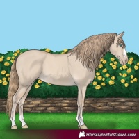 Horse Color:Smoky Creme Dun 