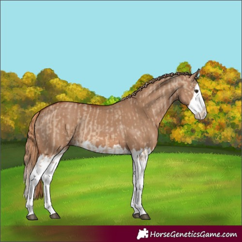Horse Color:Red Dun Splash  and Red Dun Splash 