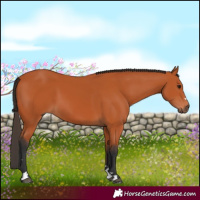 Horse Color:Bay 