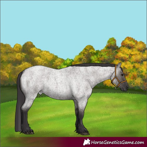 Horse Color:Smoky Grullo Roan Rabicano 