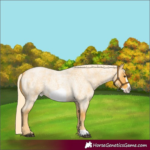 Horse Color:Palomino Roan Frame 