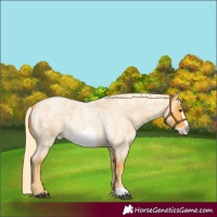 Horse Color:Palomino Roan Frame 