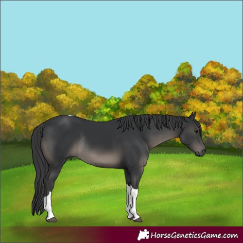 Horse Color:Black Tobiano Rabicano 