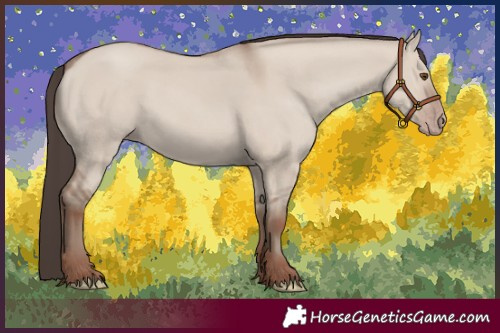 Horse Color:Classic Champagne Dun 