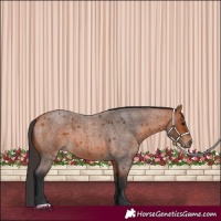 Horse Color:Bay Roan 