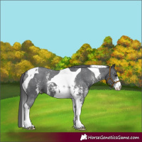 Horse Color:Black Sabino Tobiano Varnish 