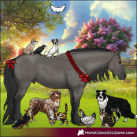 Horse Color:Grullo 