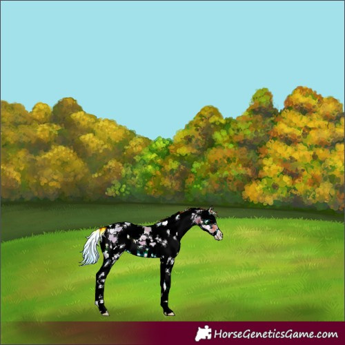 Horse Color:Watercolor White Spotted Bay Onyx Sabino 